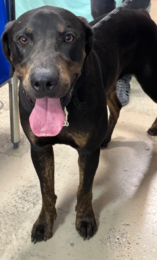 Hercules, a Adoptable mixed breed in Saint Francisville, LA image 1/6