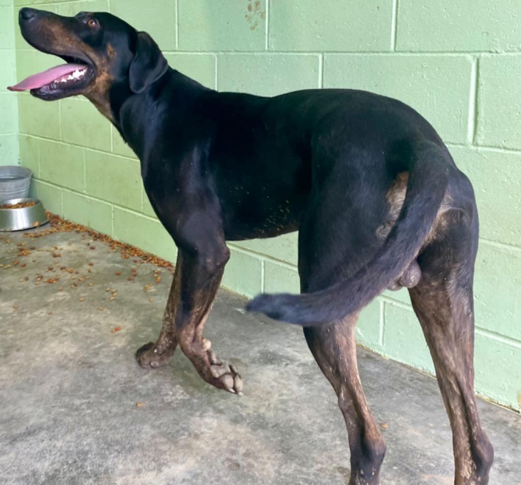 Hercules, a Adoptable mixed breed in Saint Francisville, LA image 2/6