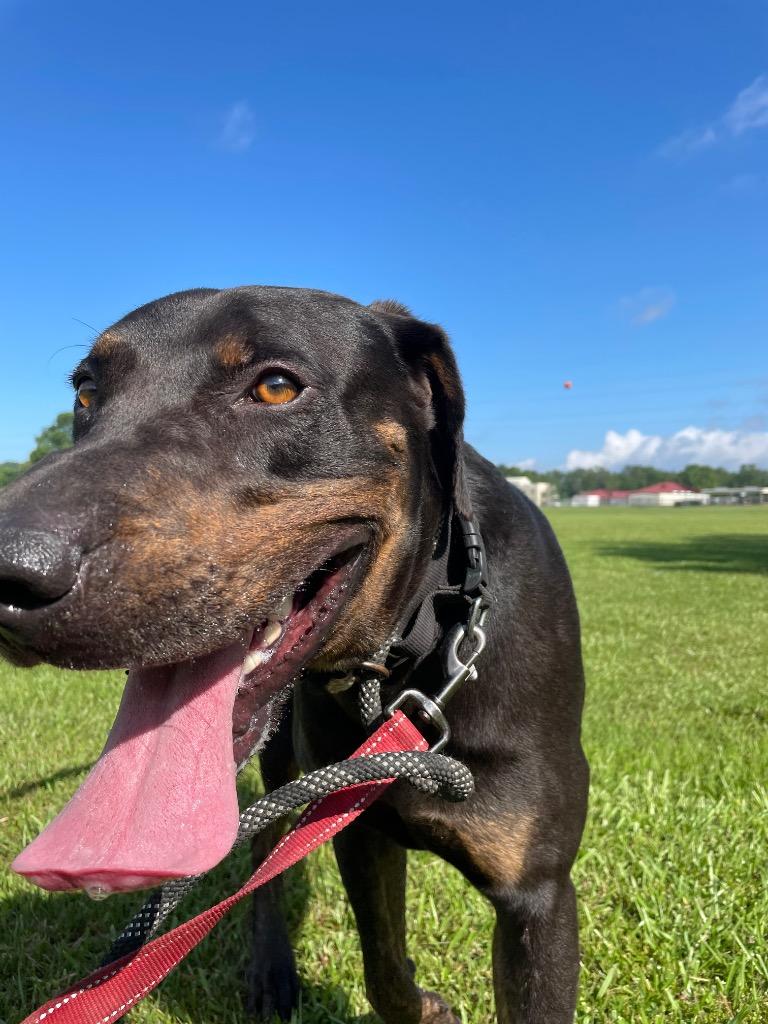 Hercules, a Adoptable mixed breed in Saint Francisville, LA image 3/6