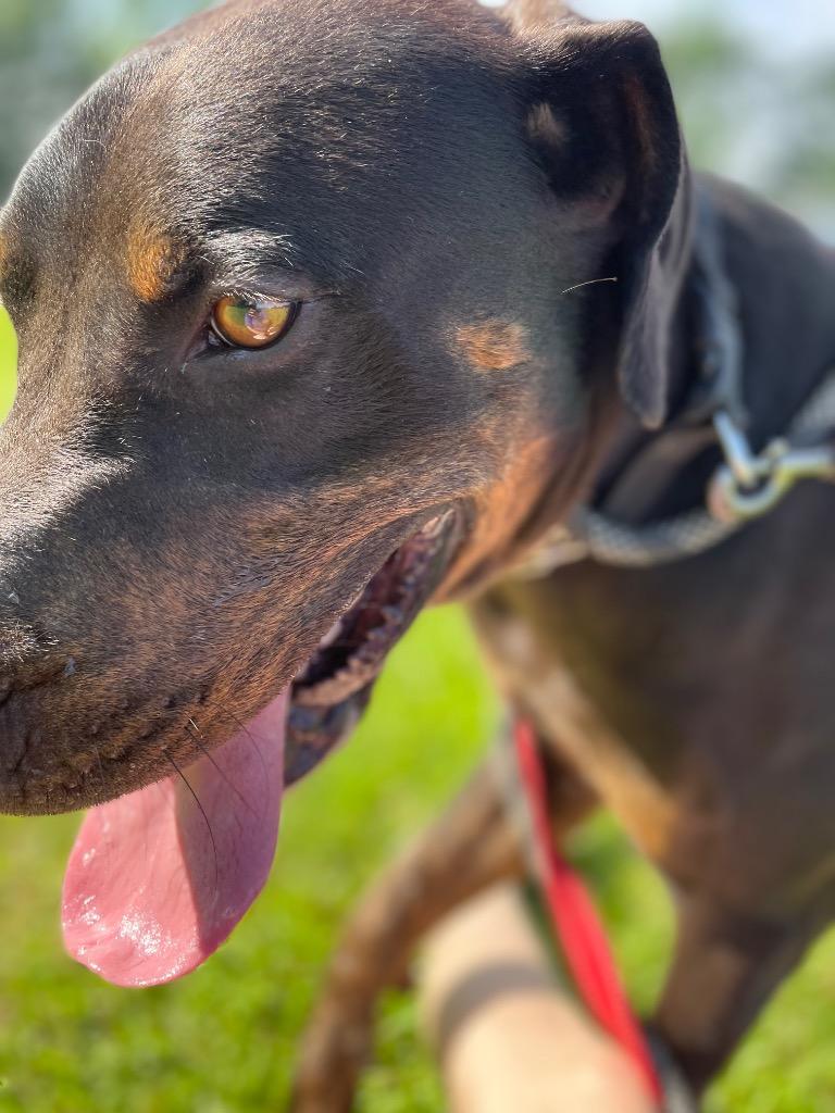 Hercules, a Adoptable mixed breed in Saint Francisville, LA image 4/6