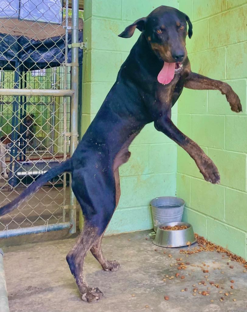 Hercules, a Adoptable mixed breed in Saint Francisville, LA image 5/6