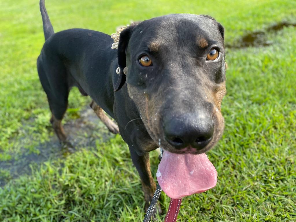 Hercules, a Adoptable mixed breed in Saint Francisville, LA image 6/6
