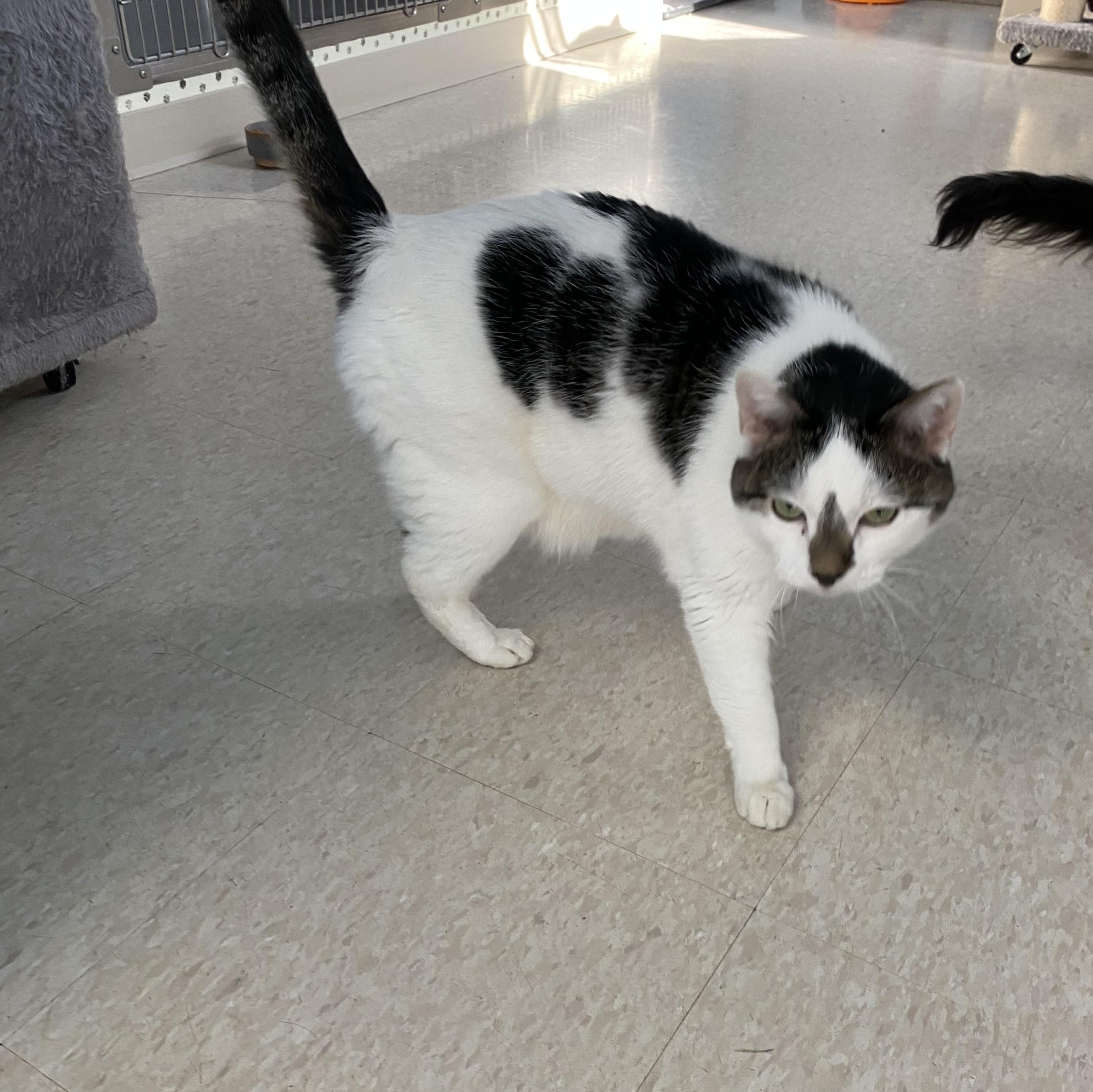 Enlarge Sissy, a ADOPTABLE Domestic Short Hair in Choteau, MT image 2/3