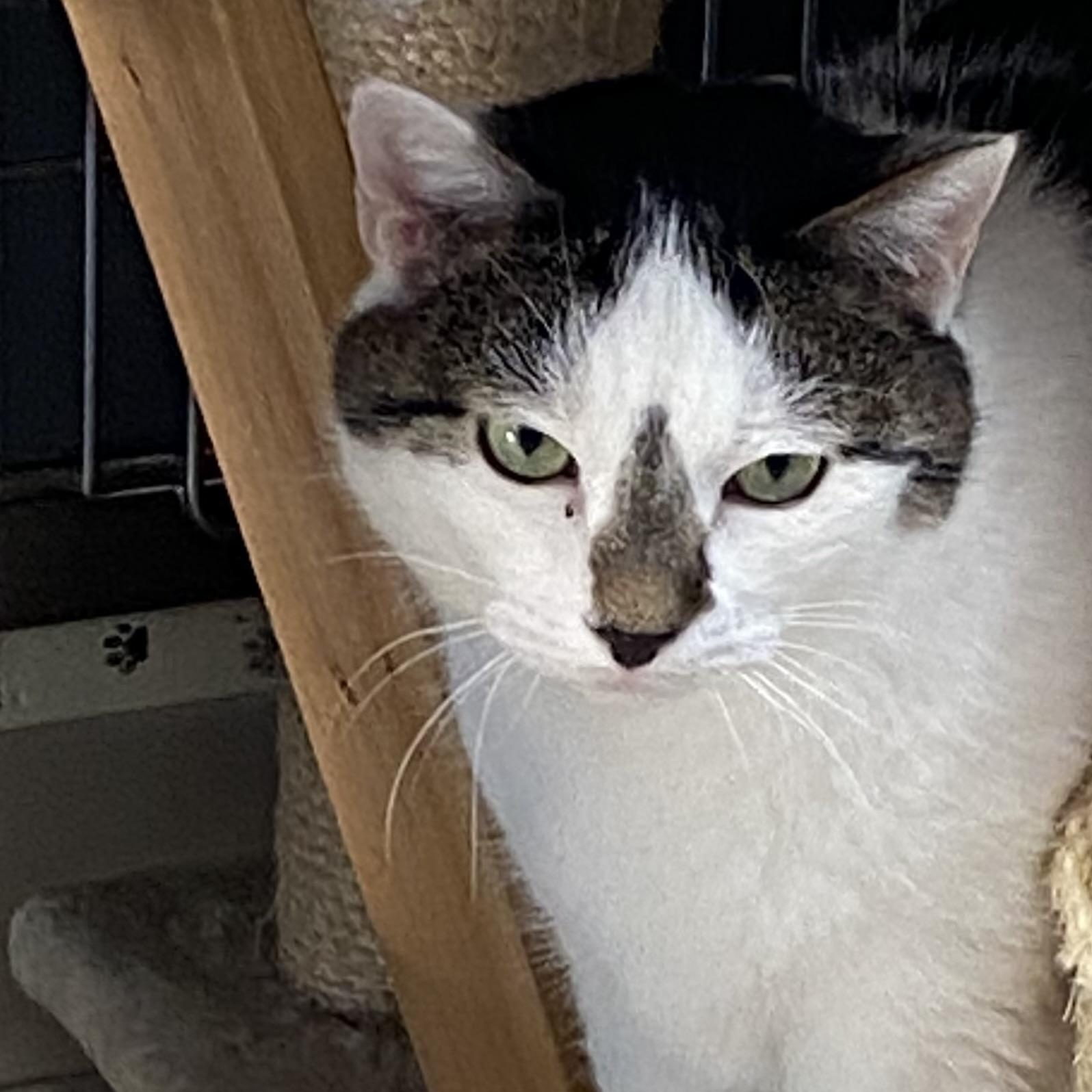 Sissy, ADOPTABLE, Senior Female Domestic Short Hair.