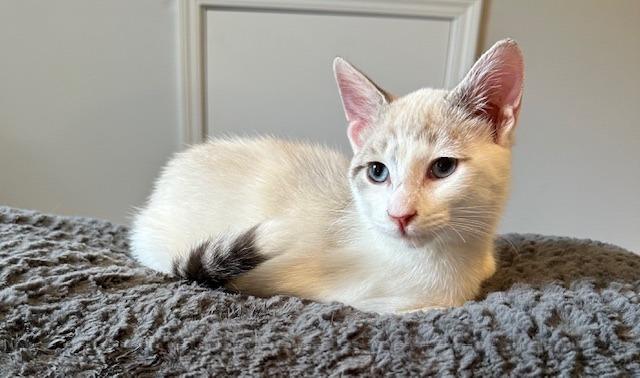 Enlarge Mellow, a Adopted Siamese in Lawrenceville, GA image 1/2