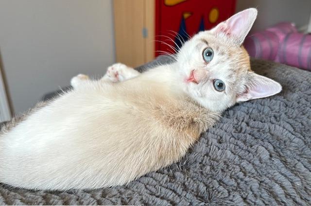 Enlarge Mellow, a Adopted Siamese in Lawrenceville, GA image 2/2