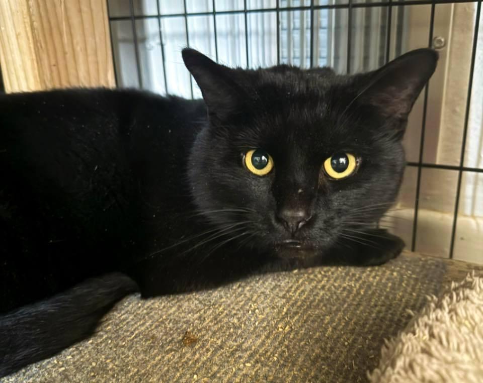 Enlarge Dirk, a ADOPTABLE Domestic Short Hair in Pittsburgh, PA image 4/5