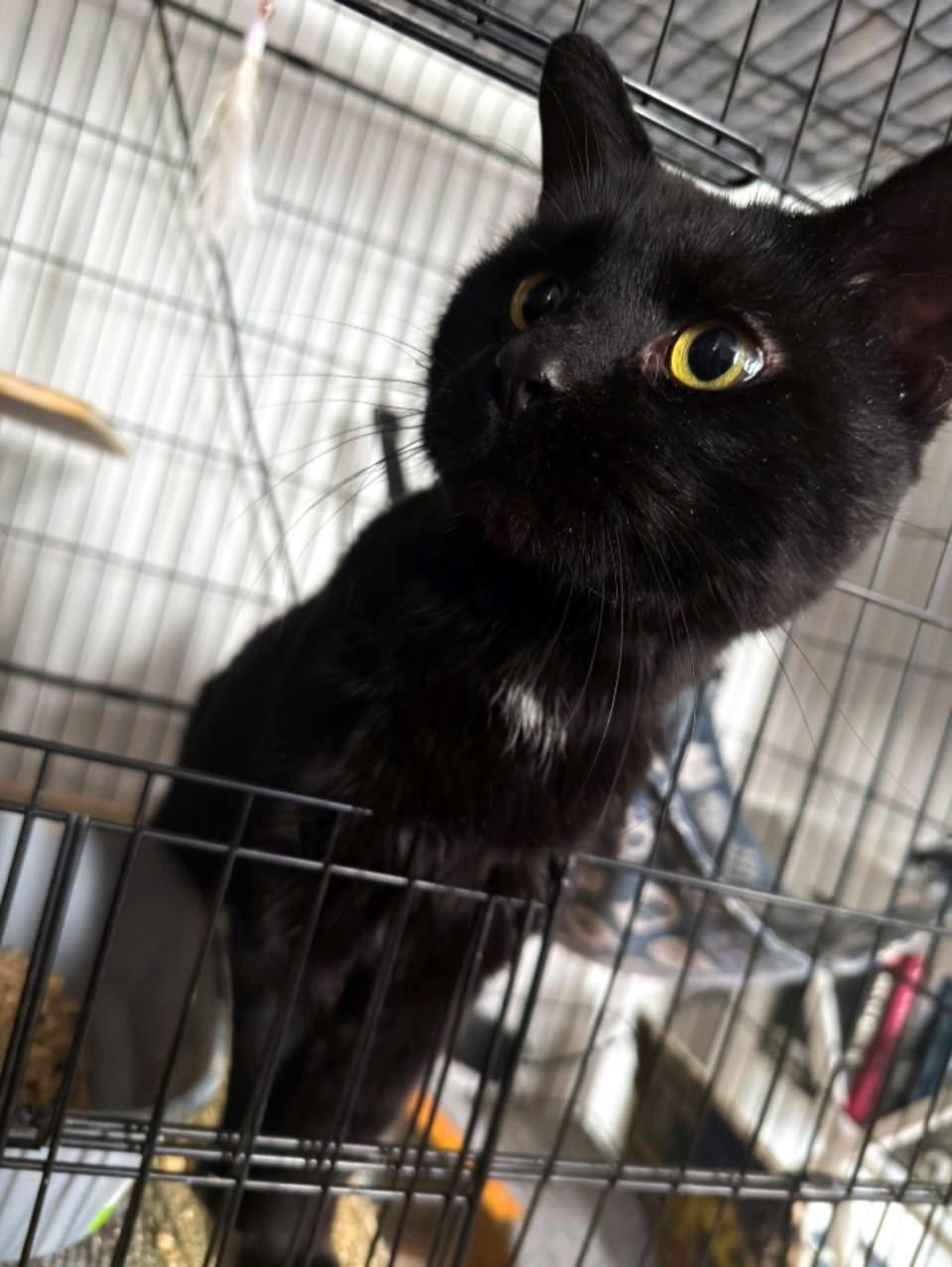 Enlarge Dirk, a ADOPTABLE Domestic Short Hair in Pittsburgh, PA image 5/5