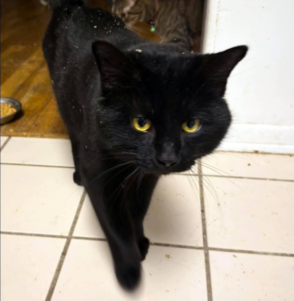 Enlarge Dirk, a ADOPTABLE Domestic Short Hair in Pittsburgh, PA image 3/5