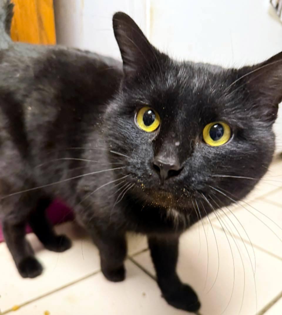 Dirk, ADOPTABLE, Adult Male Domestic Short Hair.