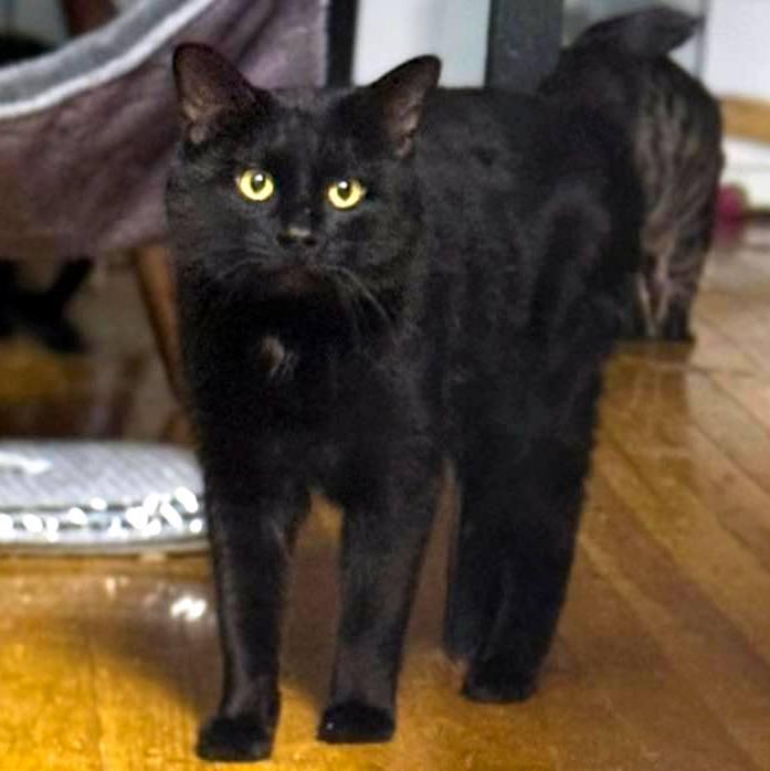 Enlarge Dirk, a ADOPTABLE Domestic Short Hair in Pittsburgh, PA image 2/5