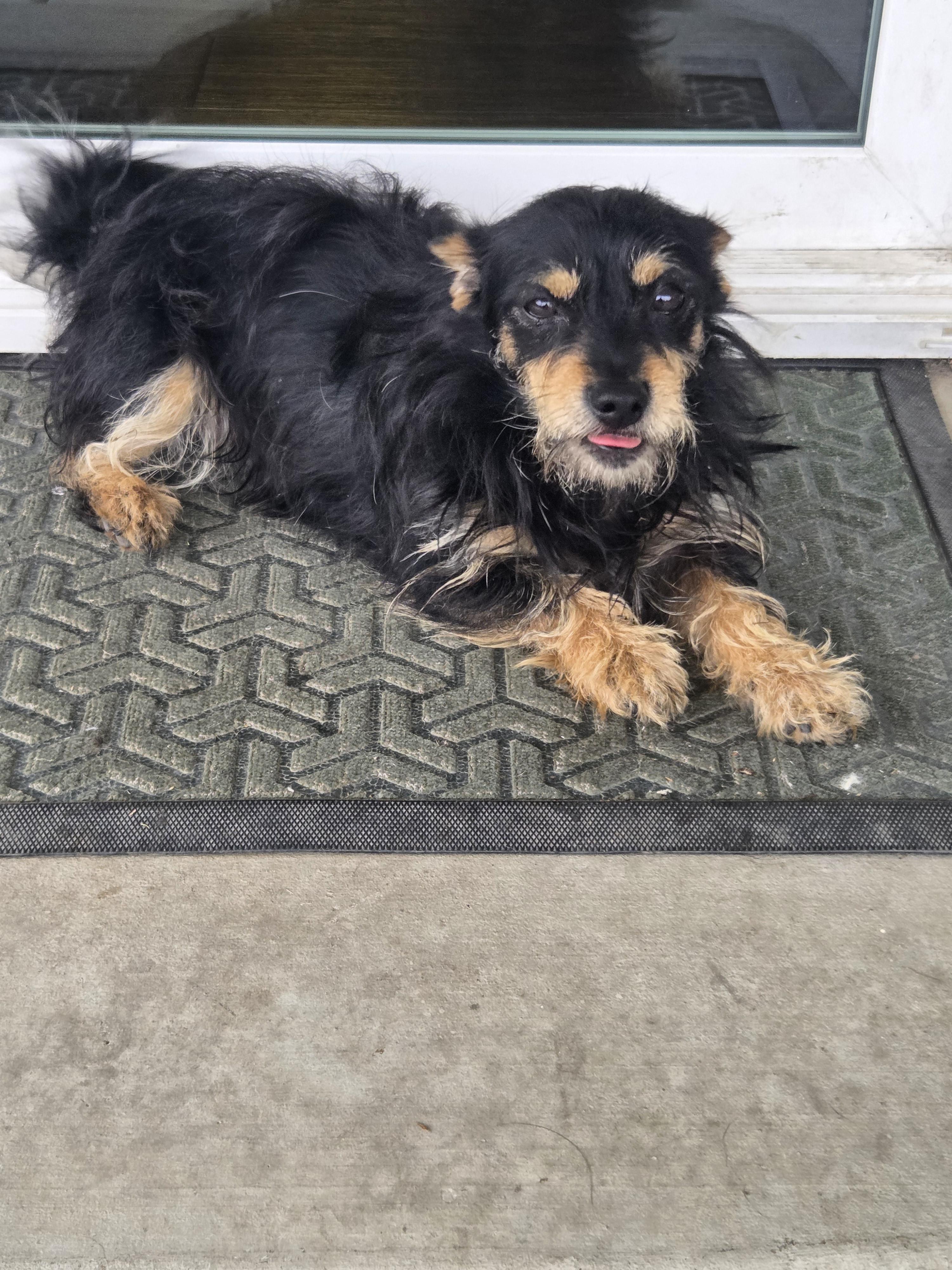 Enlarge Butters, a Adoptable mixed breed in Fairfax, CA image 3/3