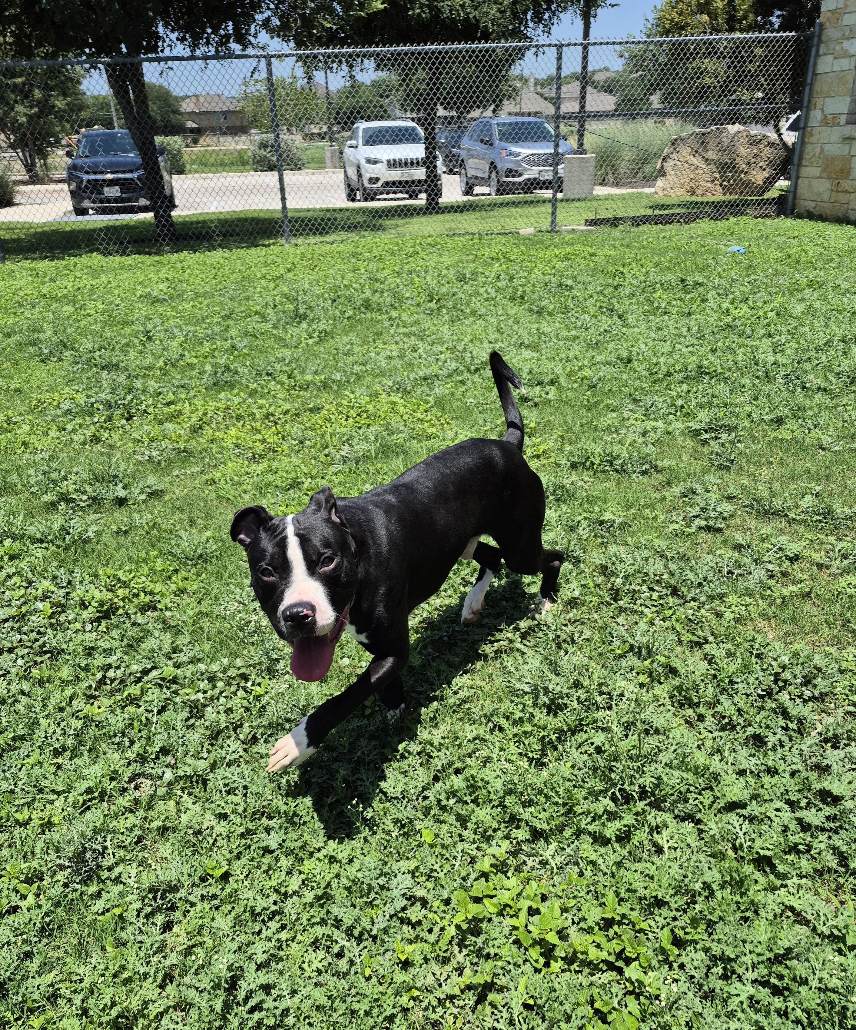 Gustavo, ADOPTABLE, Adult Male Mixed Breed.