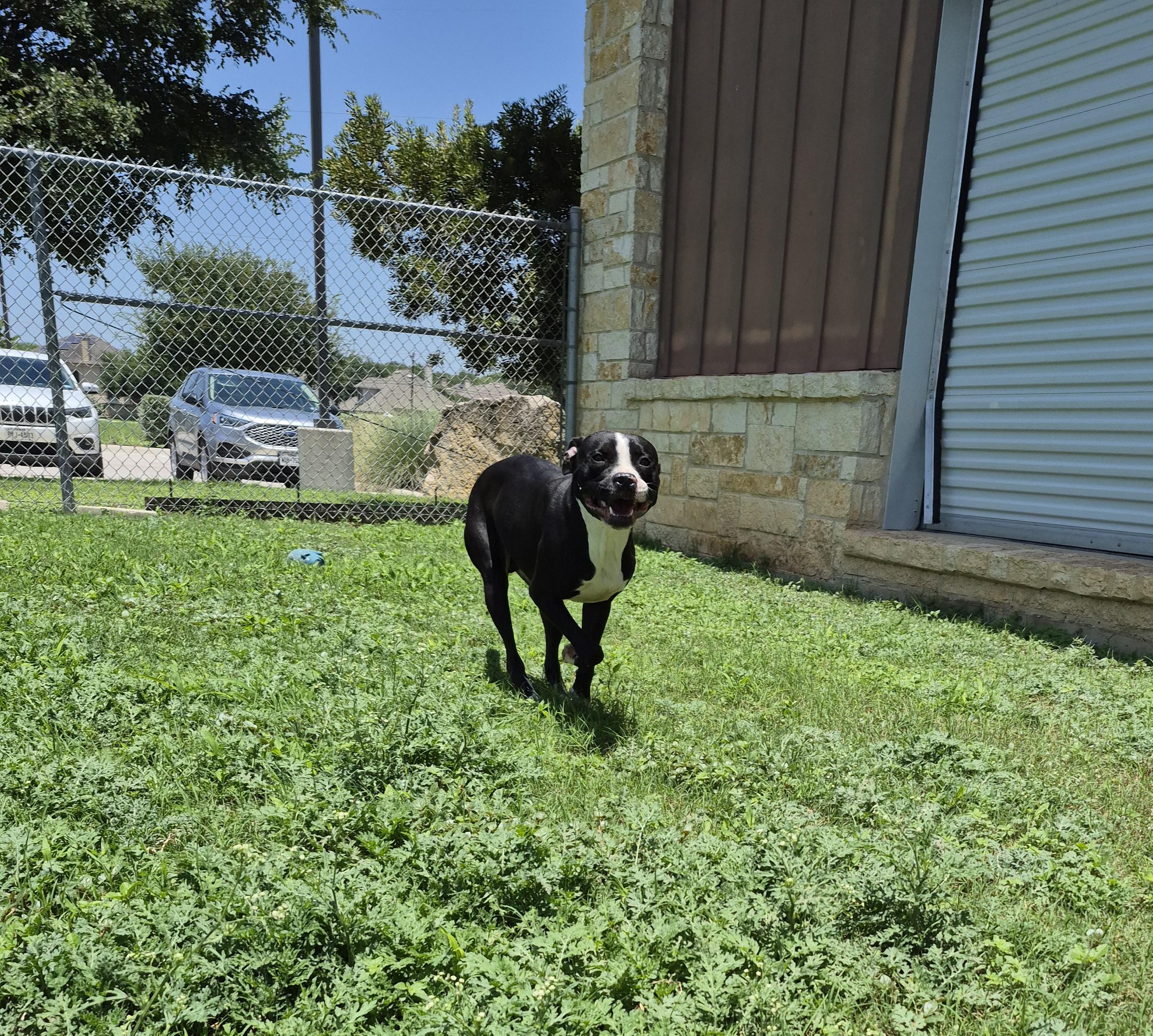 Gustavo, a ADOPTABLE Mixed Breed in Schertz, TX image 5/5