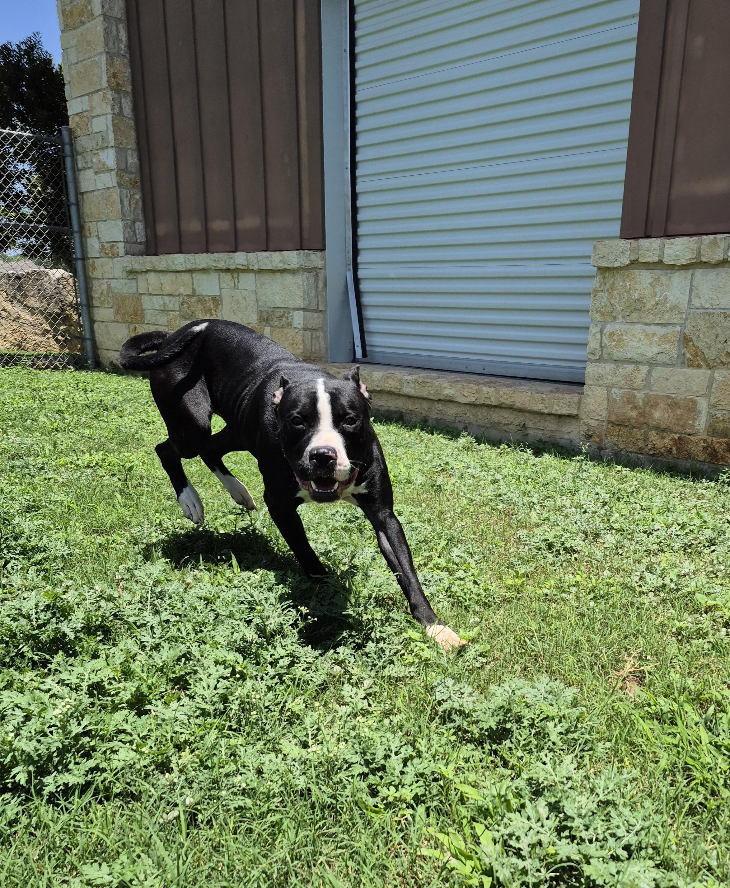 Gustavo, a ADOPTABLE Mixed Breed in Schertz, TX image 2/5