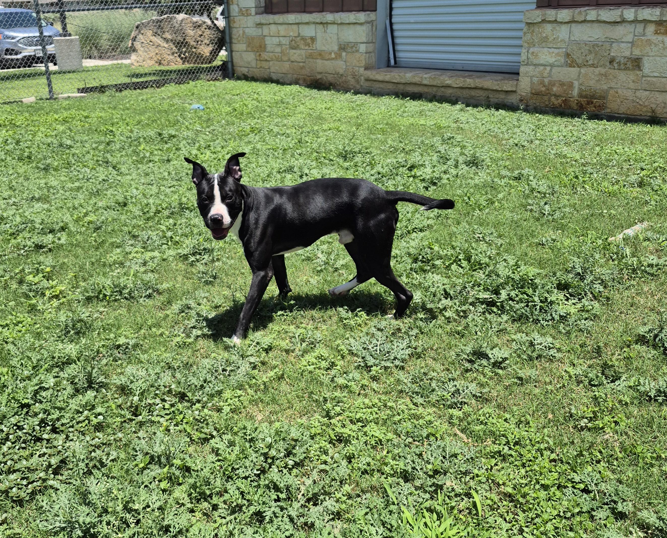 Gustavo, a ADOPTABLE Mixed Breed in Schertz, TX image 3/5