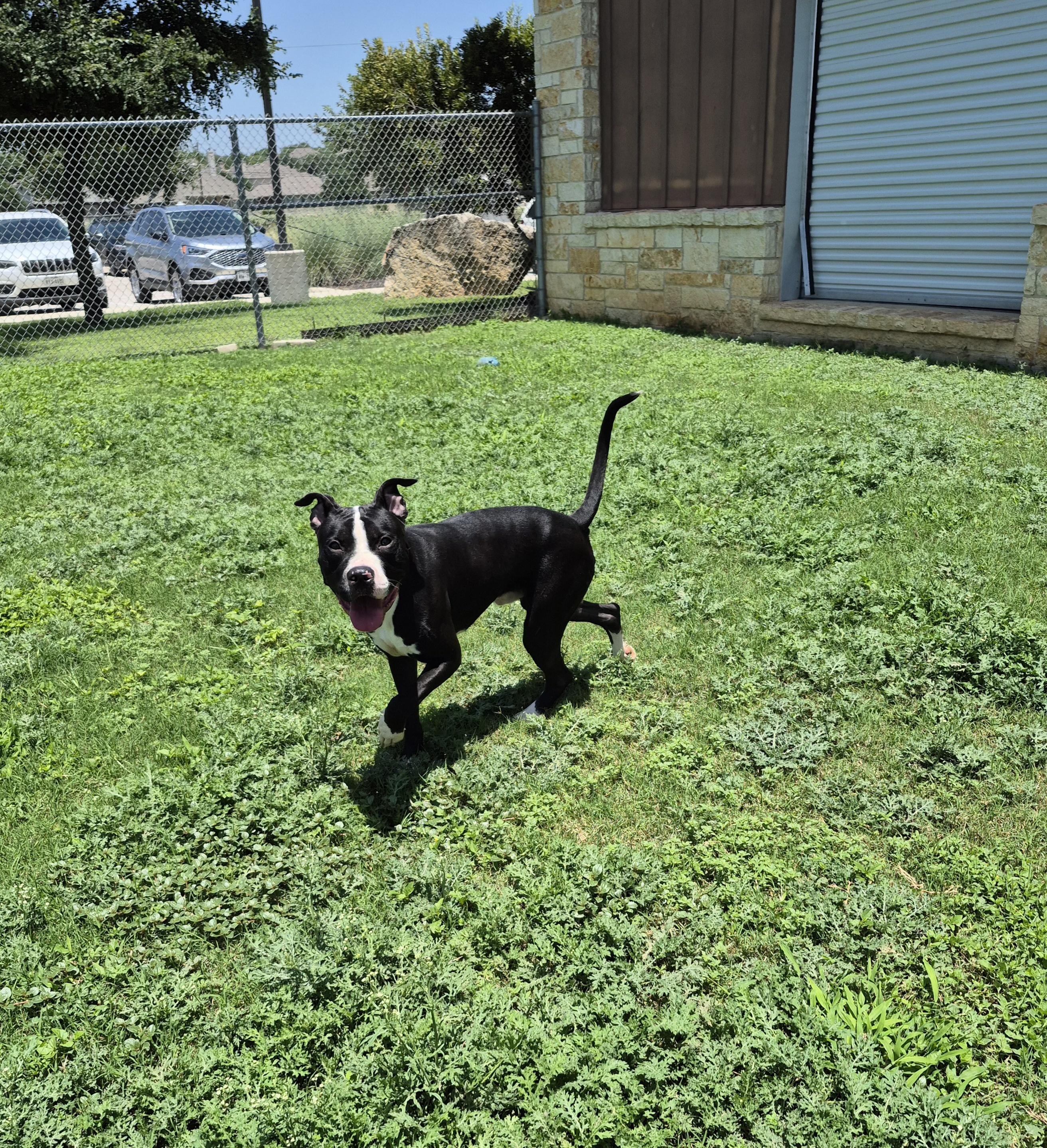Gustavo, a ADOPTABLE Mixed Breed in Schertz, TX image 4/5