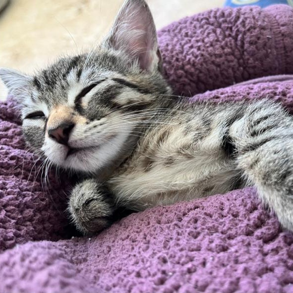 Enlarge Snickers, a Adoptable Domestic Short Hair in Boca Raton, FL image 2/6