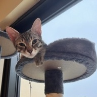 Enlarge Snickers, a Adoptable Domestic Short Hair in Boca Raton, FL image 6/6