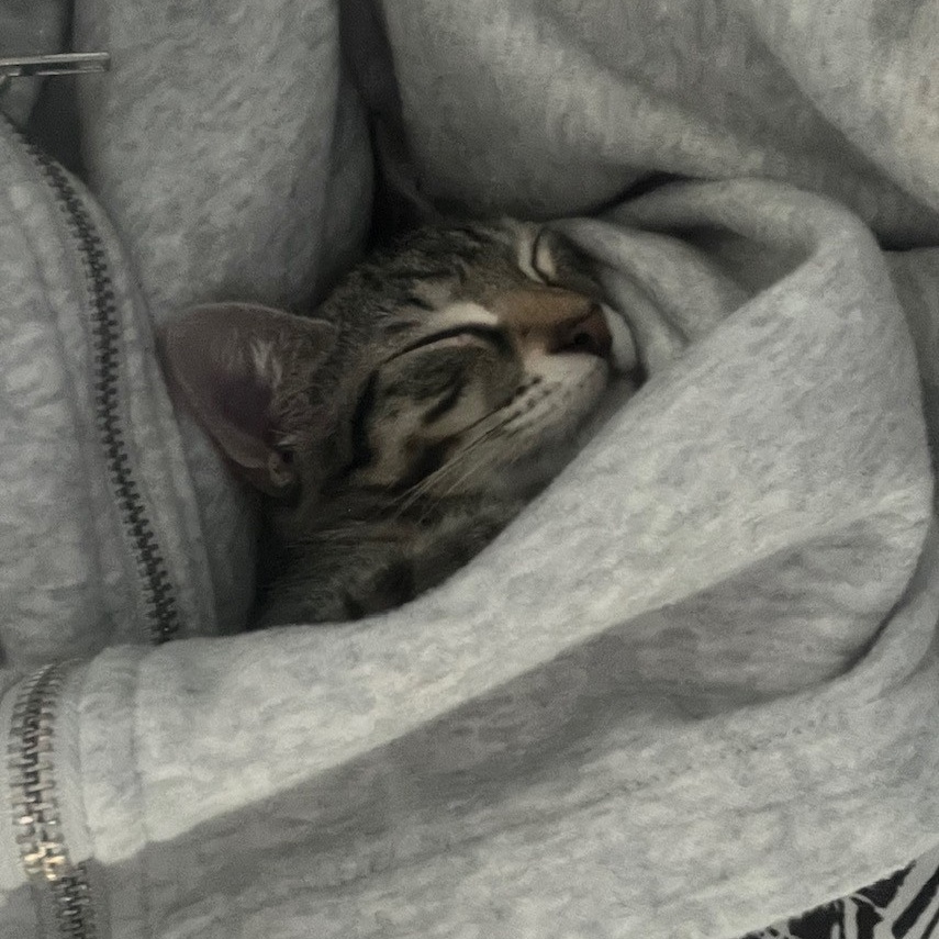 Enlarge Snickers, a Adoptable Domestic Short Hair in Boca Raton, FL image 4/6