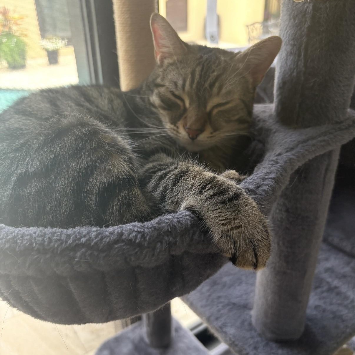 Enlarge Zam Zam, a Adoptable Domestic Short Hair in Boca Raton, FL image 5/5