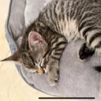 Enlarge Snickers, a Adoptable Domestic Short Hair in Boca Raton, FL image 5/6