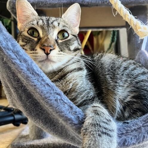 Enlarge Snickers, a Adoptable Domestic Short Hair in Boca Raton, FL image 1/6