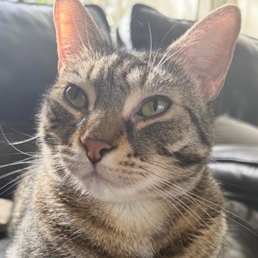 Zam Zam, Adoptable, Young Female Domestic Short Hair.
