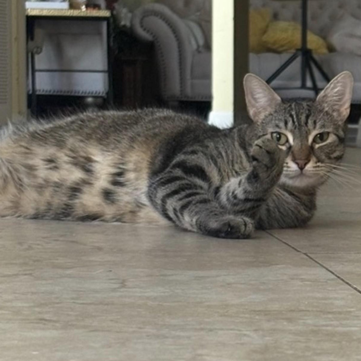 Enlarge Zam Zam, a Adoptable Domestic Short Hair in Boca Raton, FL image 4/5