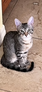 Enlarge Snickers, a Adoptable Domestic Short Hair in Boca Raton, FL image 3/6