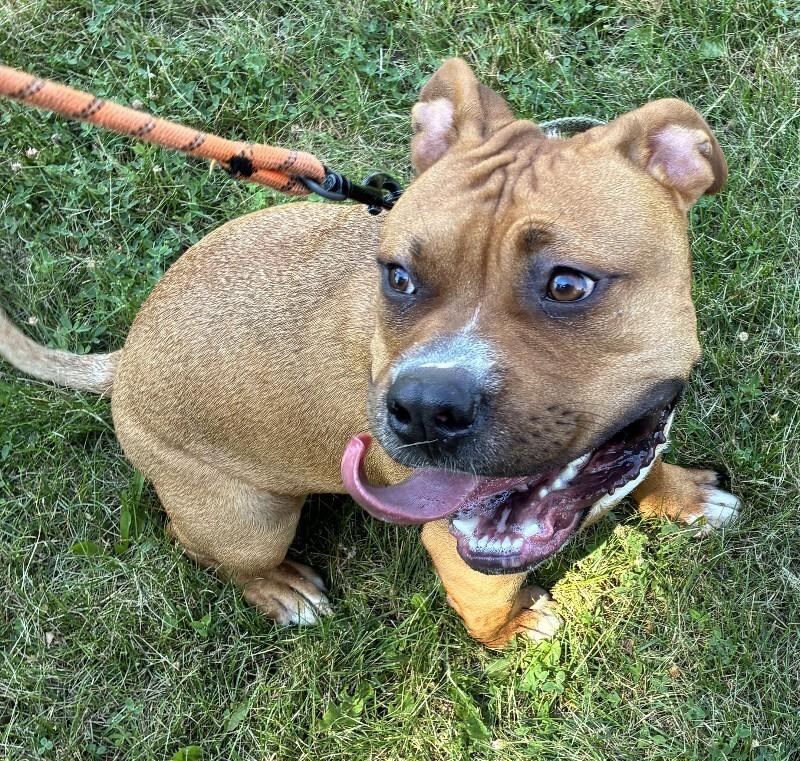 Enlarge Bruce, a Adoptable Mixed Breed in Rochester, NY image 1/6