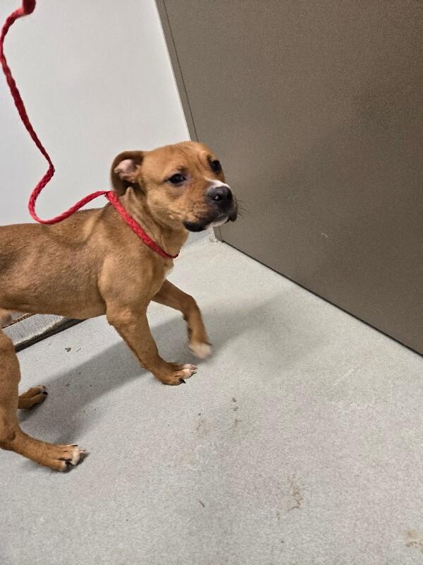 Enlarge Bruce, a Adoptable Mixed Breed in Rochester, NY image 2/6