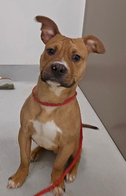 Enlarge Bruce, a Adoptable Mixed Breed in Rochester, NY image 3/6