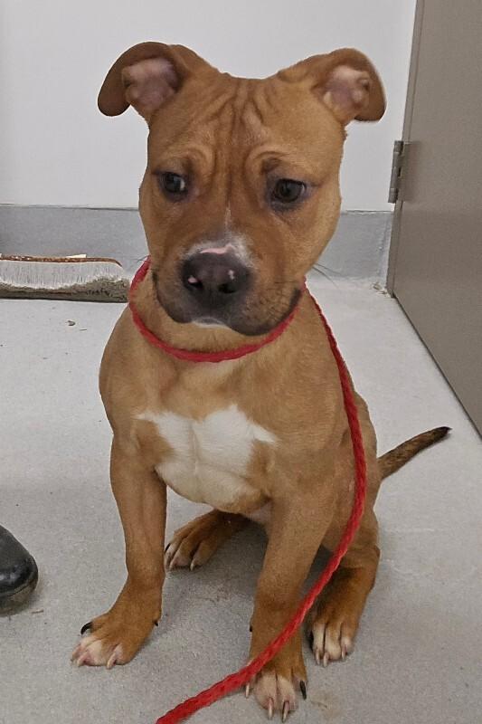 Enlarge Bruce, a Adoptable Mixed Breed in Rochester, NY image 4/6