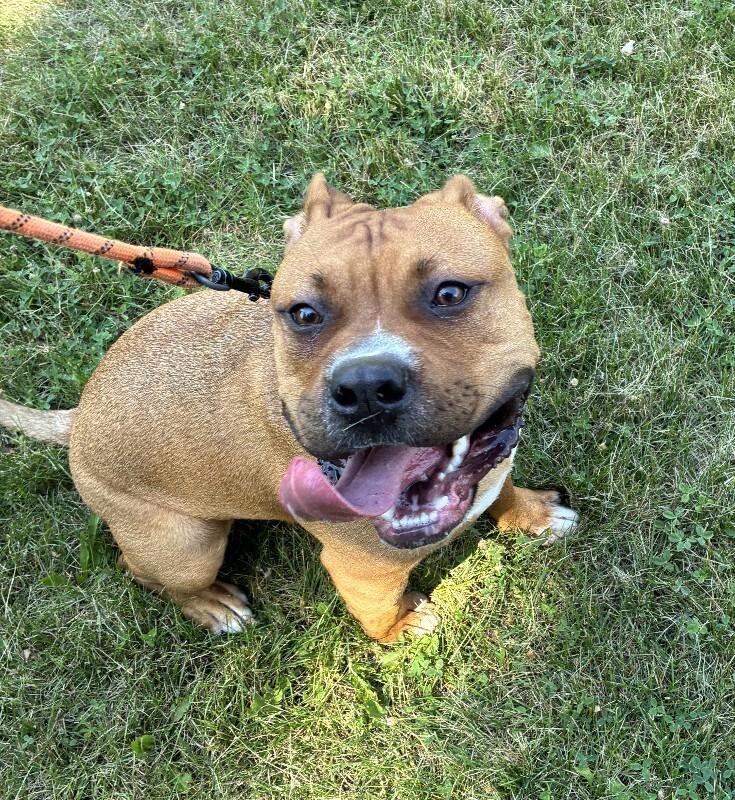 Enlarge Bruce, a Adoptable Mixed Breed in Rochester, NY image 5/6