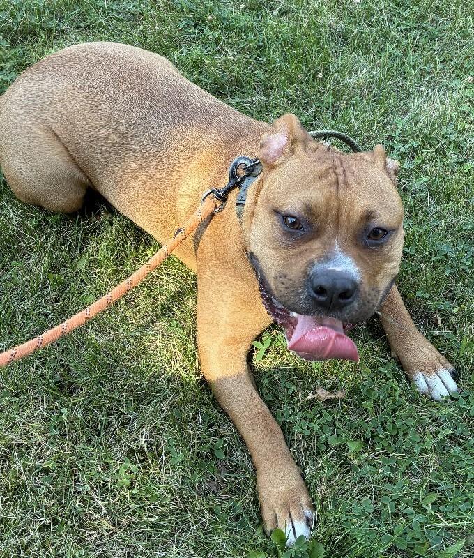Enlarge Bruce, a Adoptable Mixed Breed in Rochester, NY image 6/6