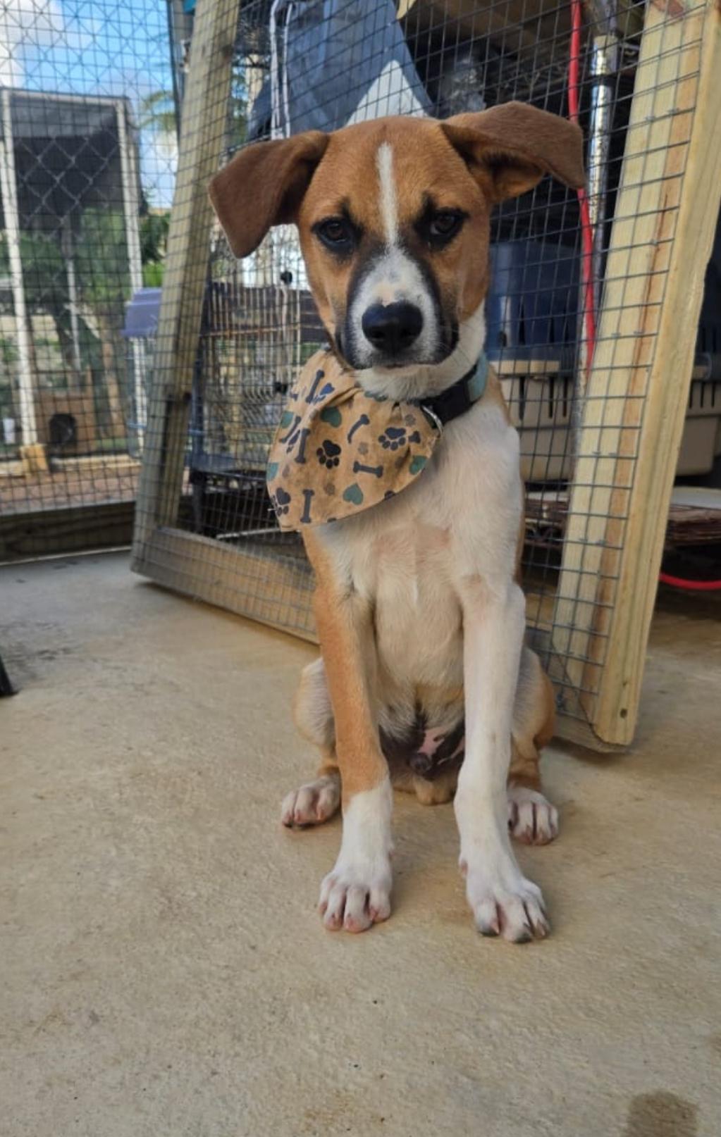 Enlarge Gizmo -, a Adopted mixed breed in ISABELA, PR image 1/1