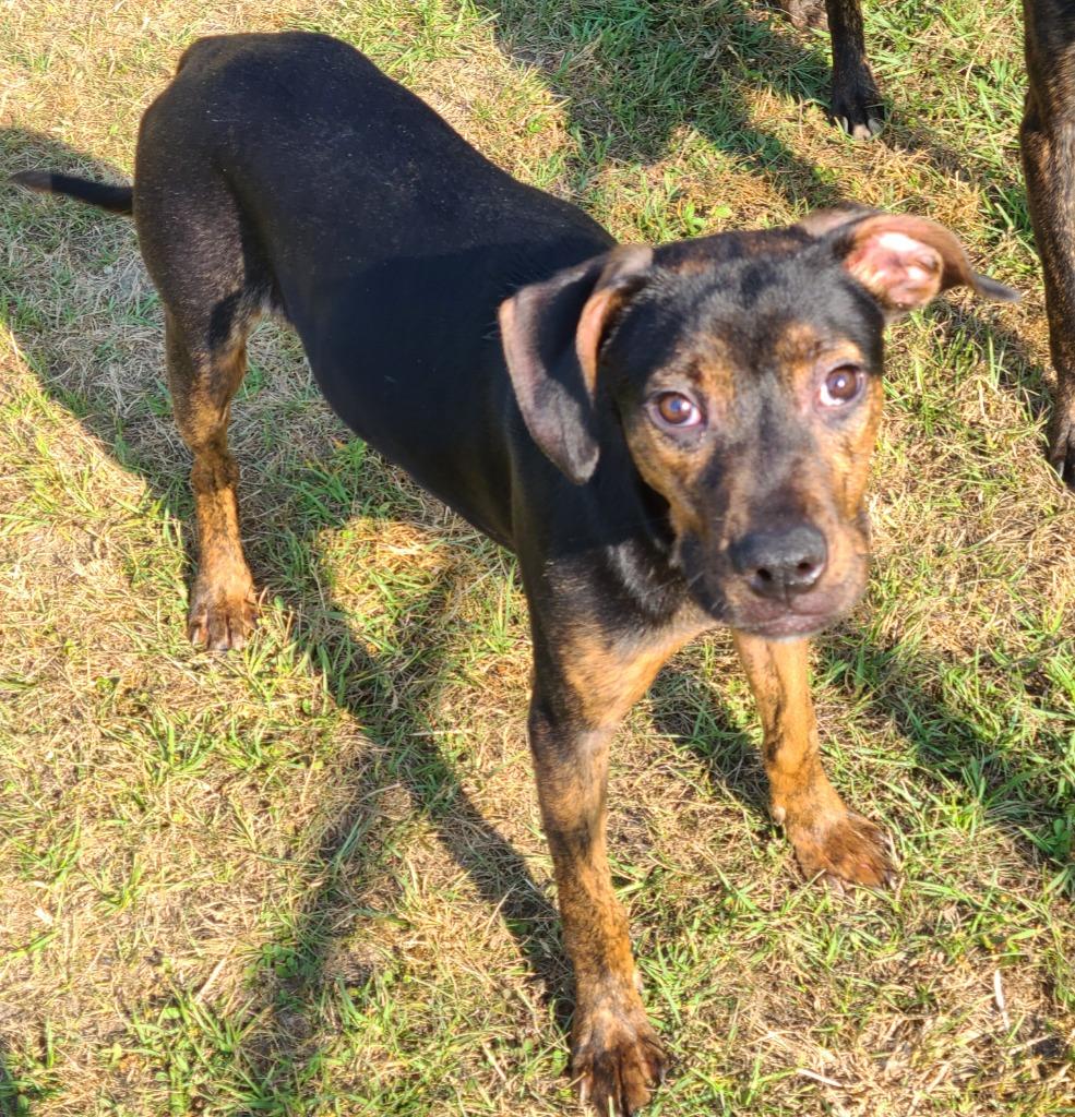 Buddy, Adoptable, Puppy Male Pit Bull Terrier & Boxer.