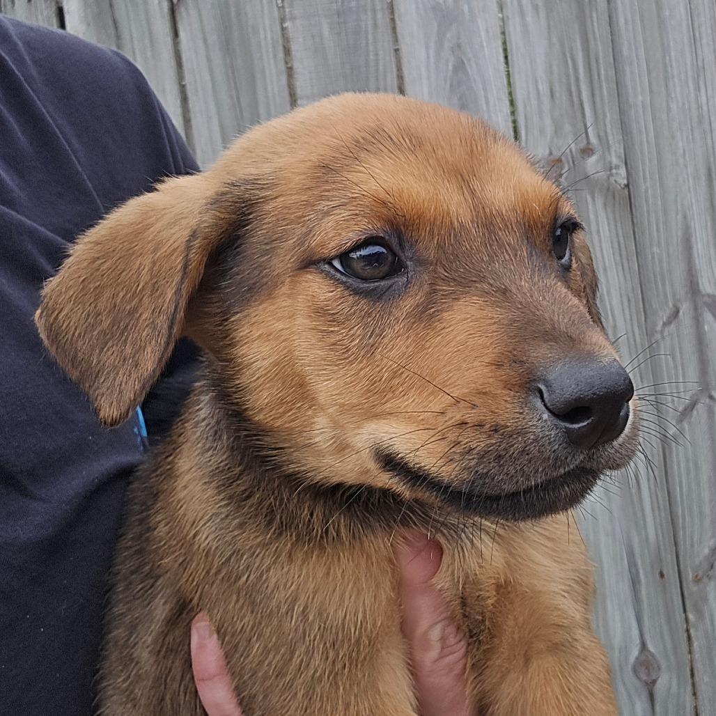 Enlarge Shawn, a Adoptable mixed breed in Williston, FL image 1/1