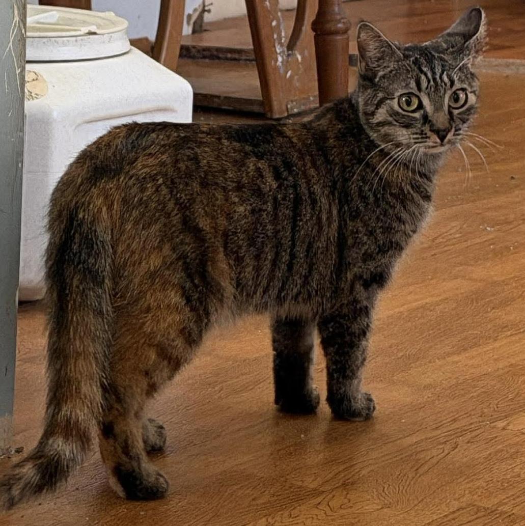 Nala, ADOPTABLE, Young Female Domestic Short Hair.