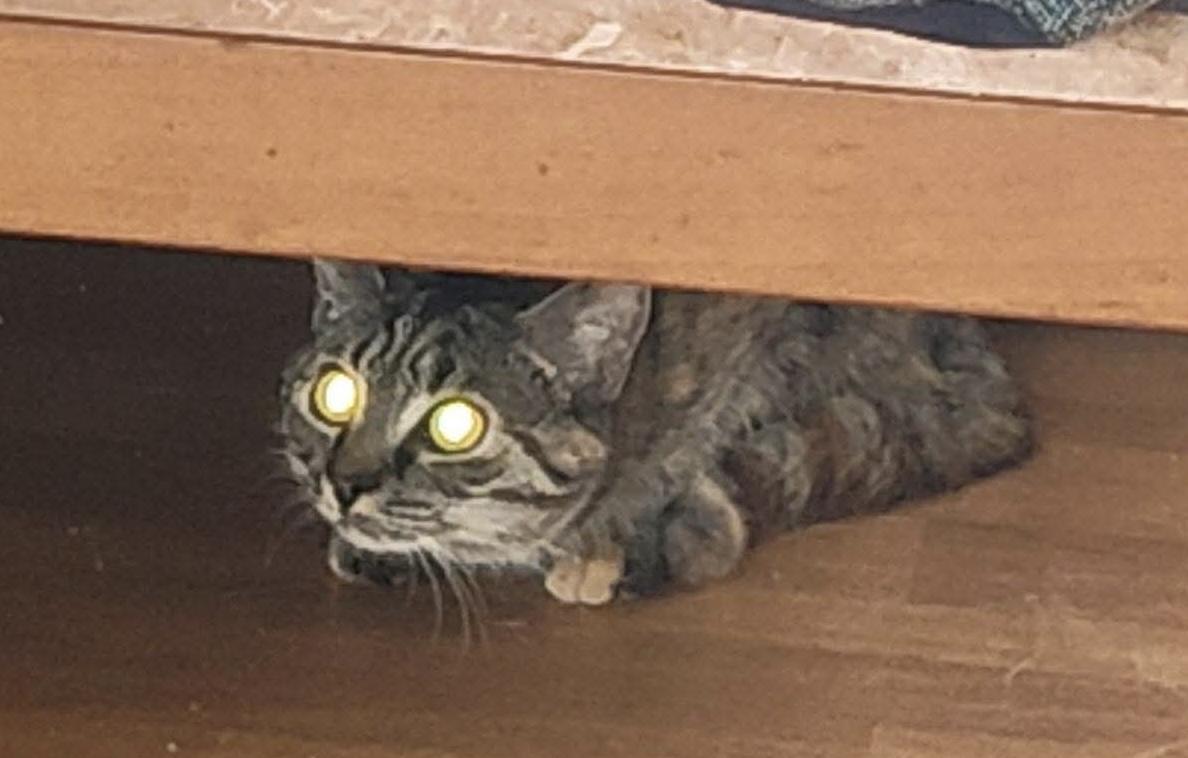 Nala, a ADOPTABLE Domestic Short Hair in Horse Shoe, NC image 3/4