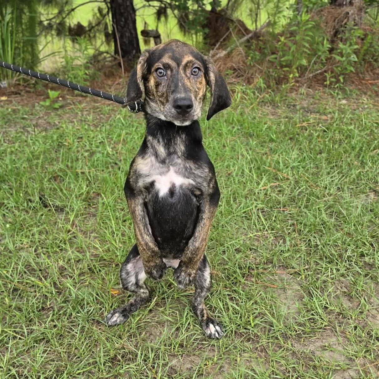 Waylon, Adoptable, Puppy Male Treeing Walker Coonhound & Labrador Retriever.
