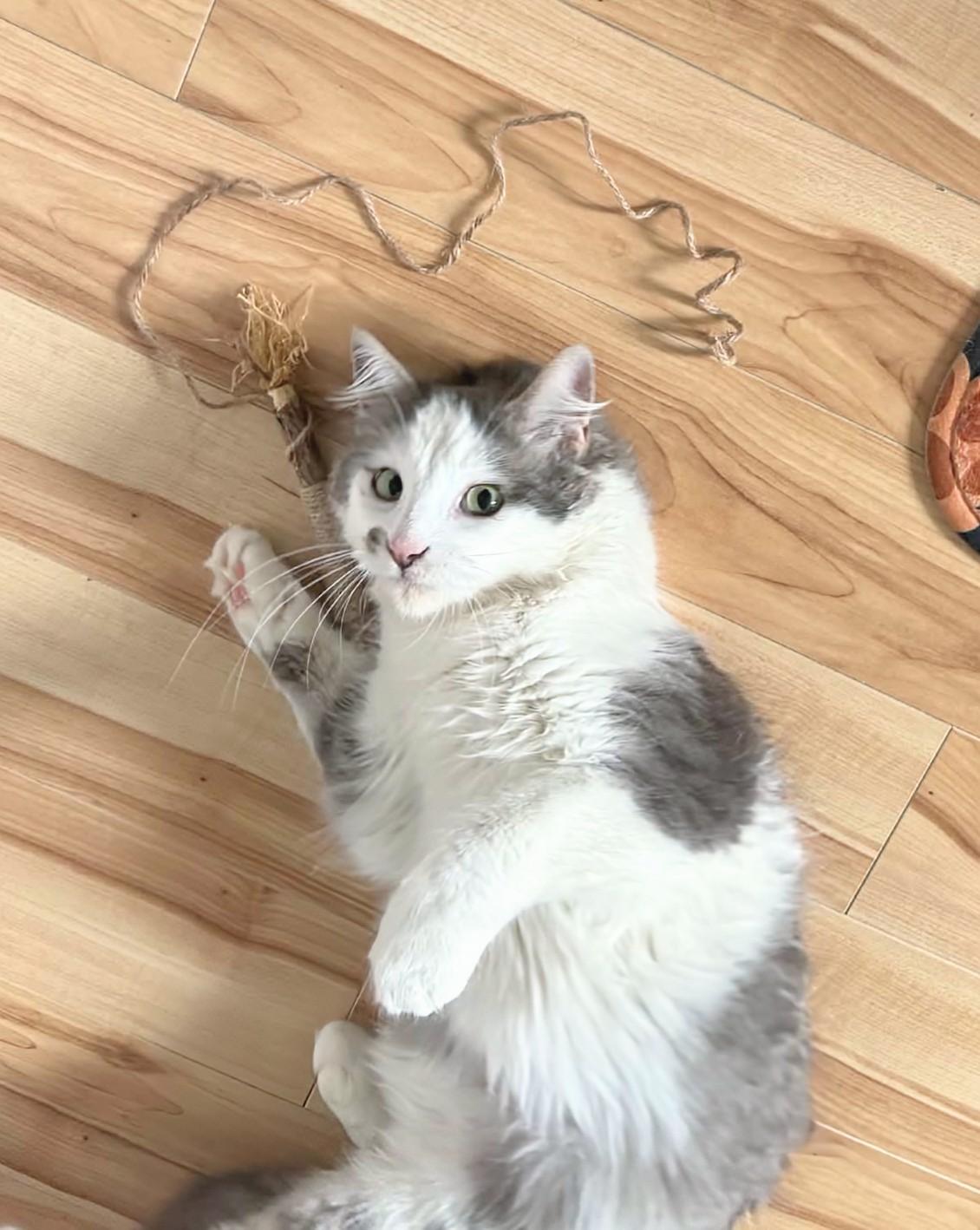 Enlarge Dolly, a ADOPTABLE Domestic Medium Hair in Winnipeg, MB image 3/6