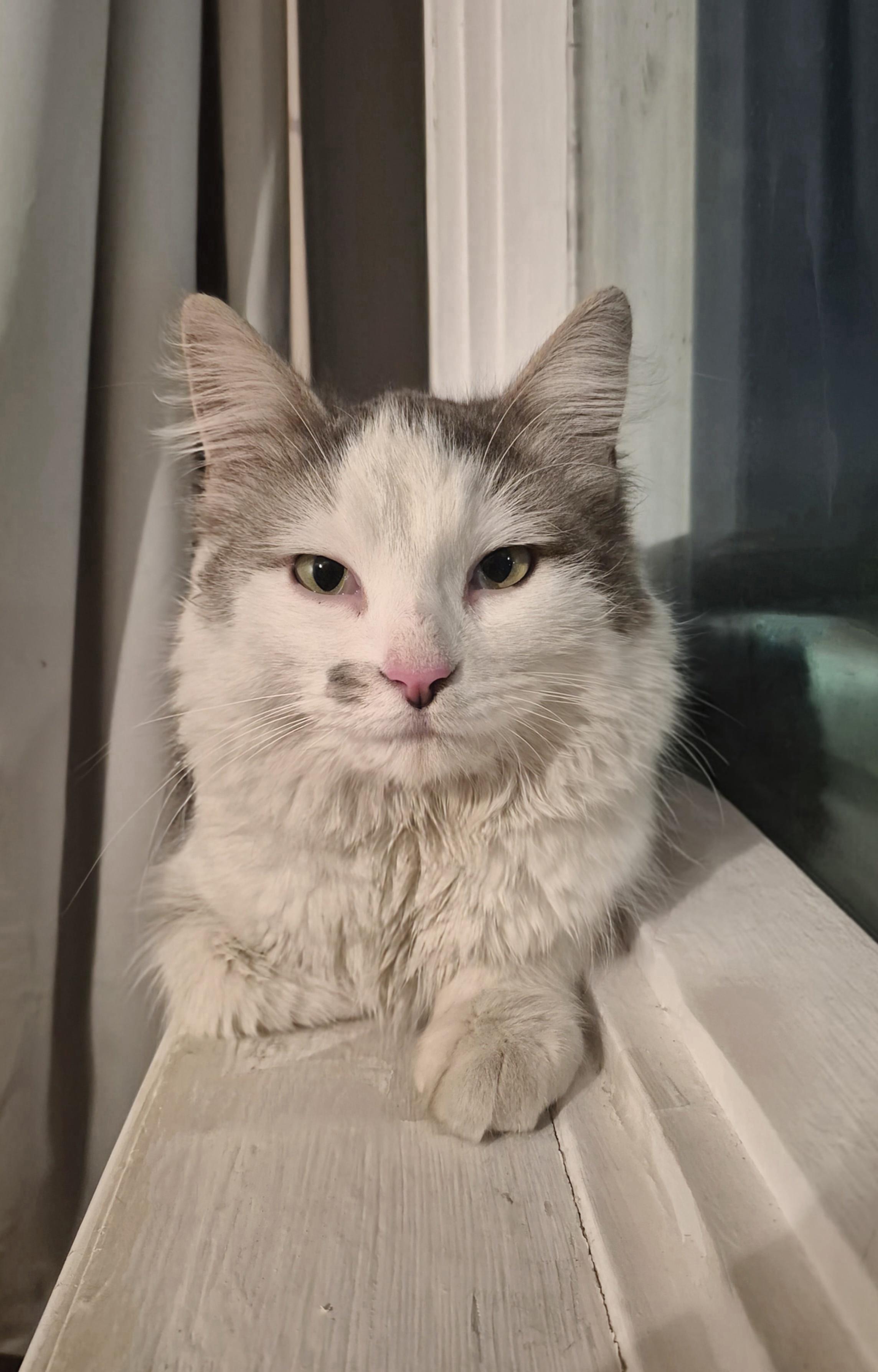 Enlarge Dolly, a ADOPTABLE Domestic Medium Hair in Winnipeg, MB image 4/6