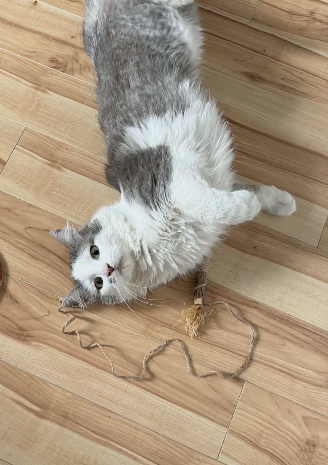 Enlarge Dolly, a ADOPTABLE Domestic Medium Hair in Winnipeg, MB image 2/6