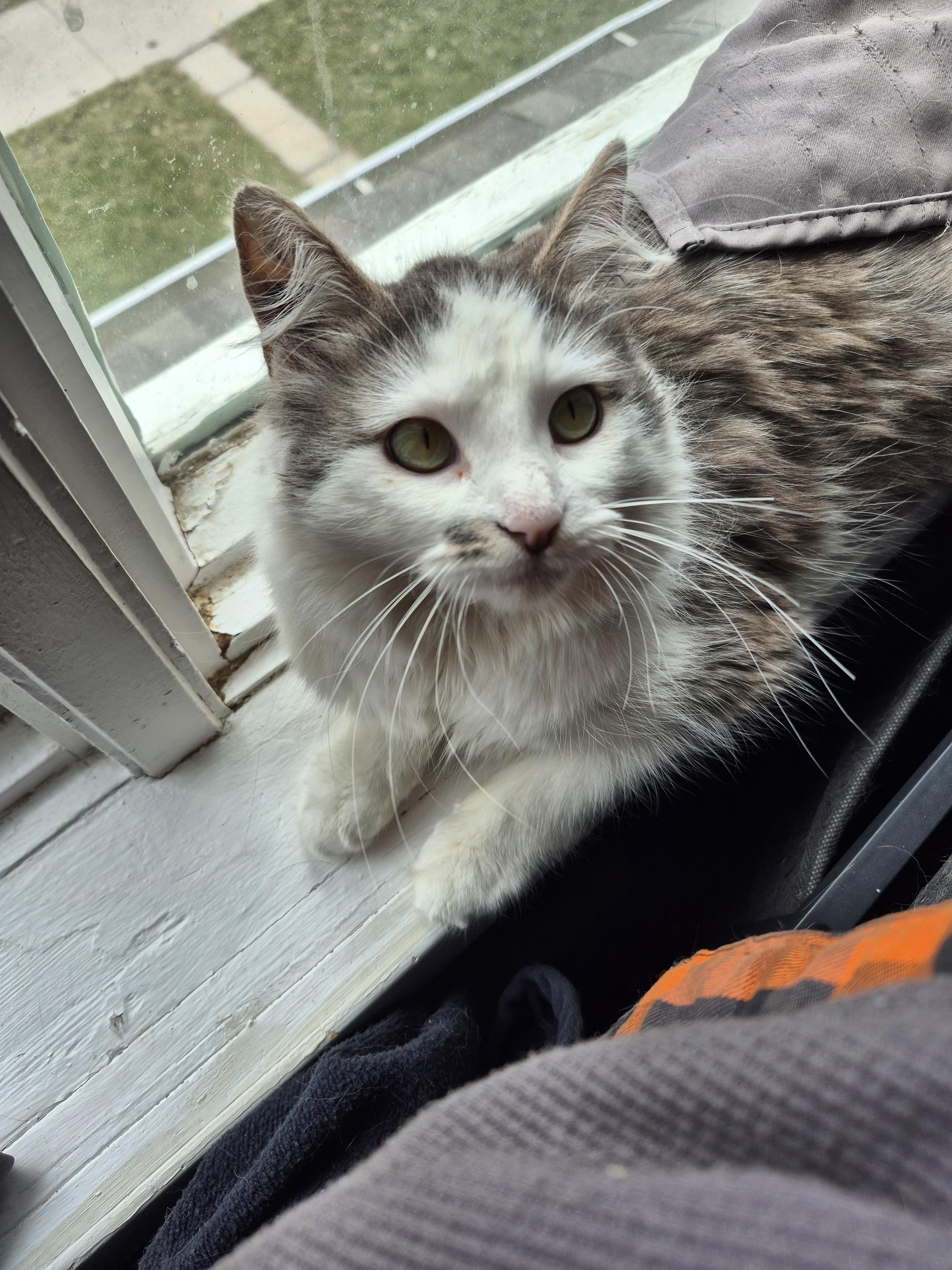 Enlarge Dolly, a ADOPTABLE Domestic Medium Hair in Winnipeg, MB image 6/6