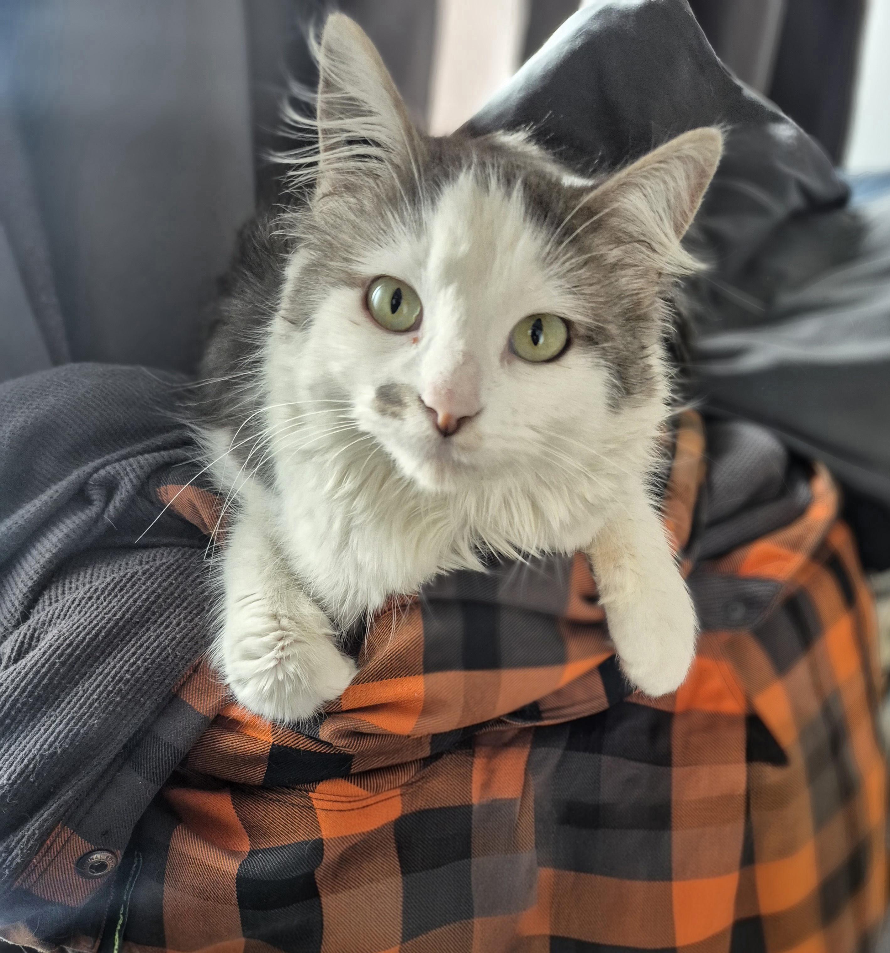Enlarge Dolly, a ADOPTABLE Domestic Medium Hair in Winnipeg, MB image 1/6