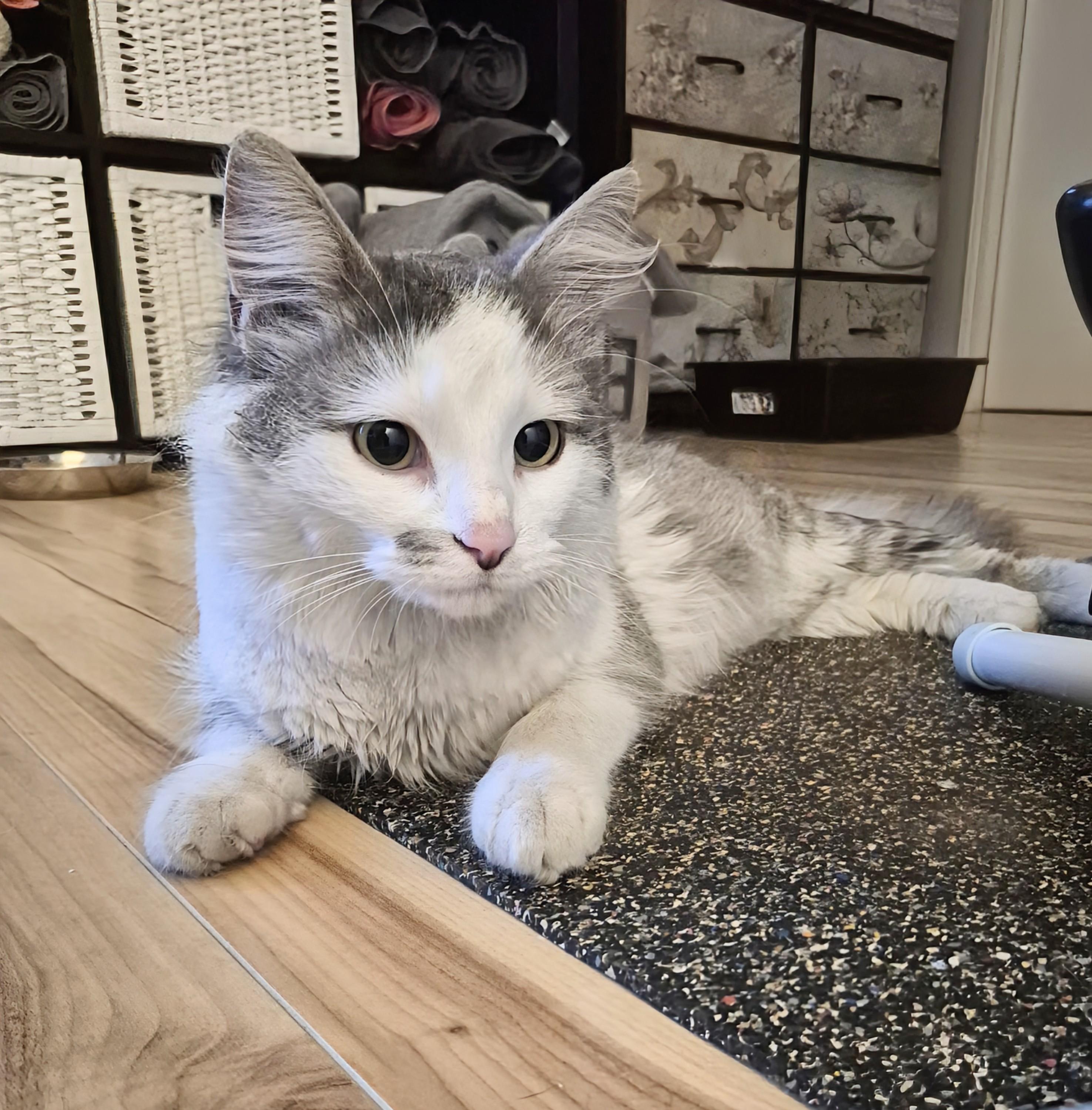 Enlarge Dolly, a ADOPTABLE Domestic Medium Hair in Winnipeg, MB image 5/6