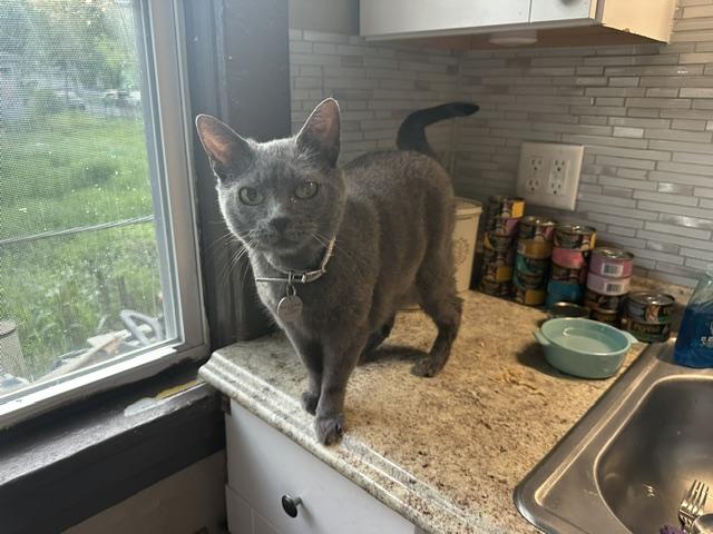 Enlarge Clementine, an adoptable mixed breed in Minneapolis, MN image 5/6