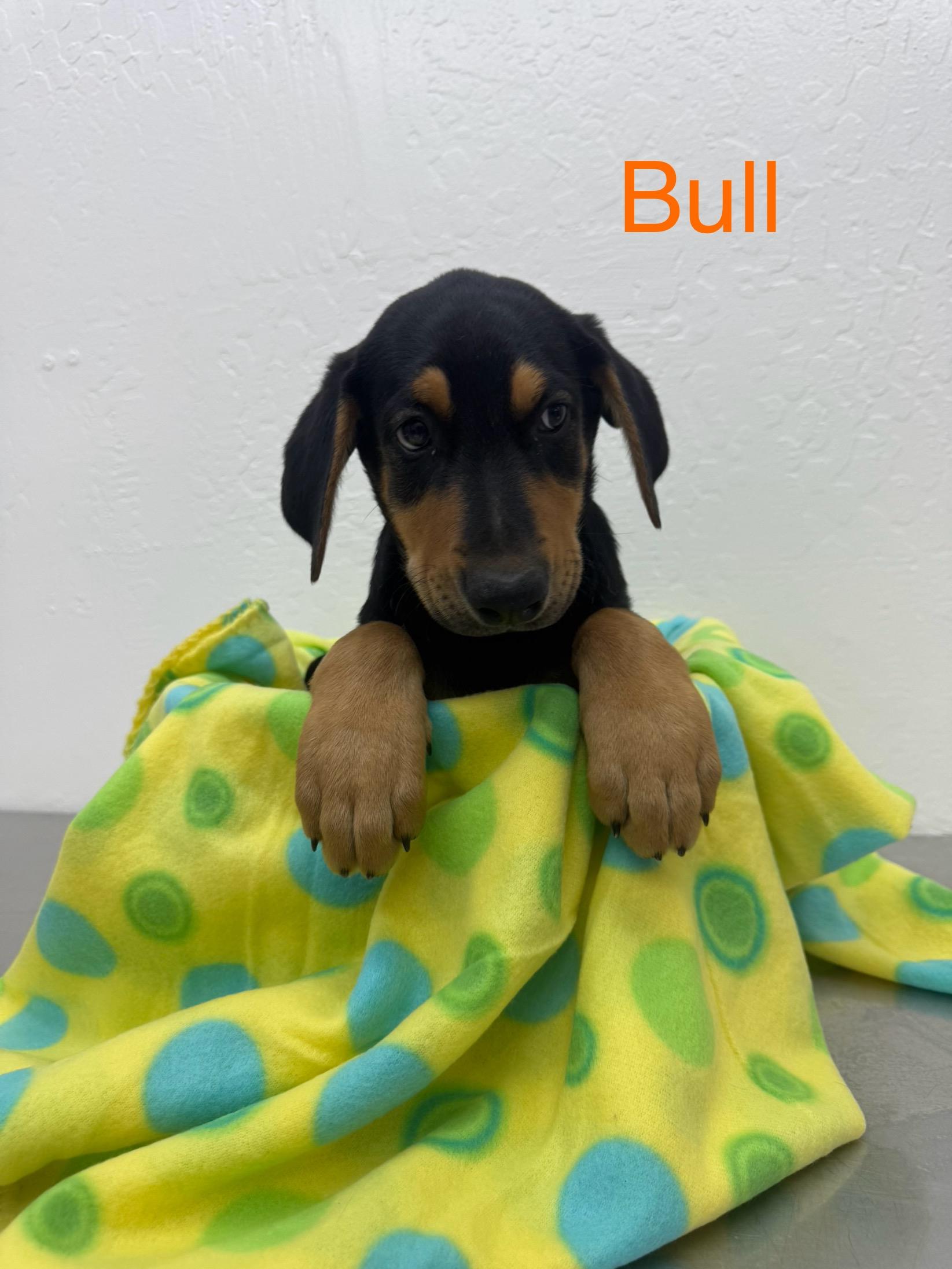 Bull 0125